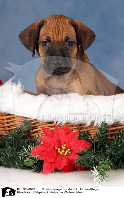 Rhodesian Ridgeback Welpe zu Weihnachten / Rhodesian Ridgeback puppy at christmas / SS-06016