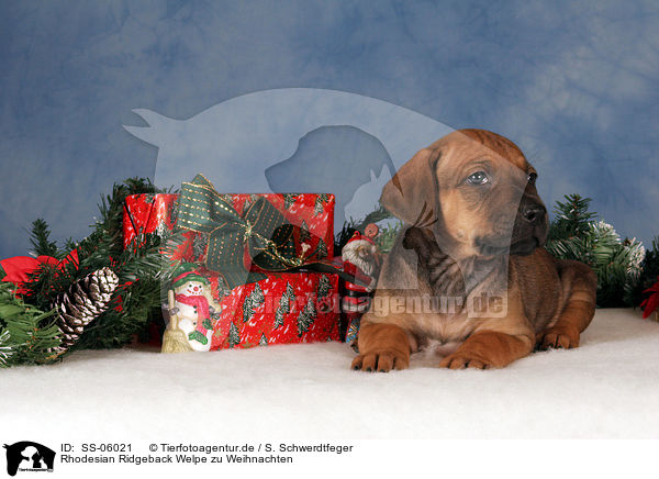 Rhodesian Ridgeback Welpe zu Weihnachten / Rhodesian Ridgeback puppy at christmas / SS-06021