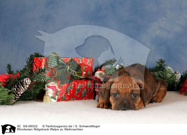 Rhodesian Ridgeback Welpe zu Weihnachten / Rhodesian Ridgeback puppy at christmas / SS-06022