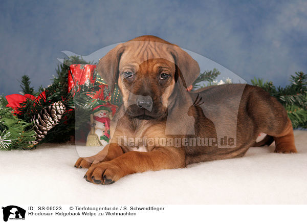 Rhodesian Ridgeback Welpe zu Weihnachten / Rhodesian Ridgeback puppy at christmas / SS-06023