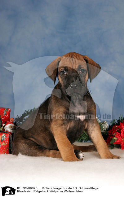 Rhodesian Ridgeback Welpe zu Weihnachten / Rhodesian Ridgeback puppy at christmas / SS-06025