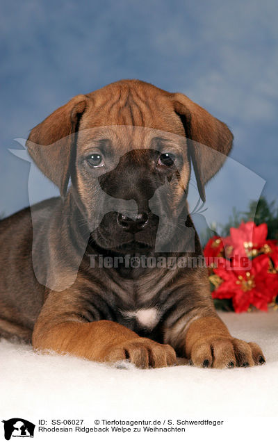 Rhodesian Ridgeback Welpe zu Weihnachten / Rhodesian Ridgeback puppy at christmas / SS-06027