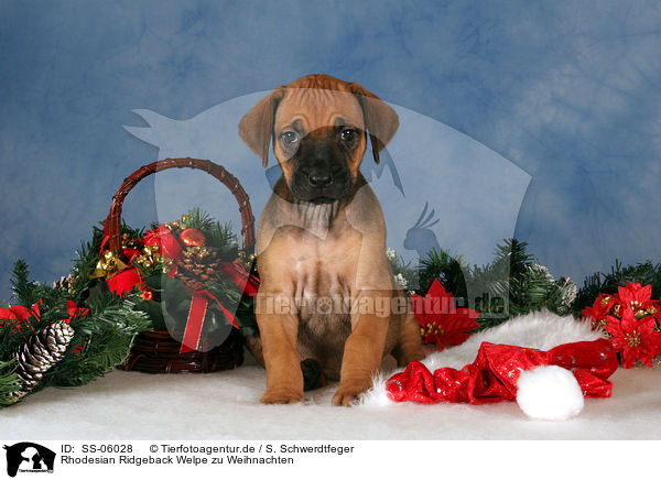 Rhodesian Ridgeback Welpe zu Weihnachten / Rhodesian Ridgeback puppy at christmas / SS-06028