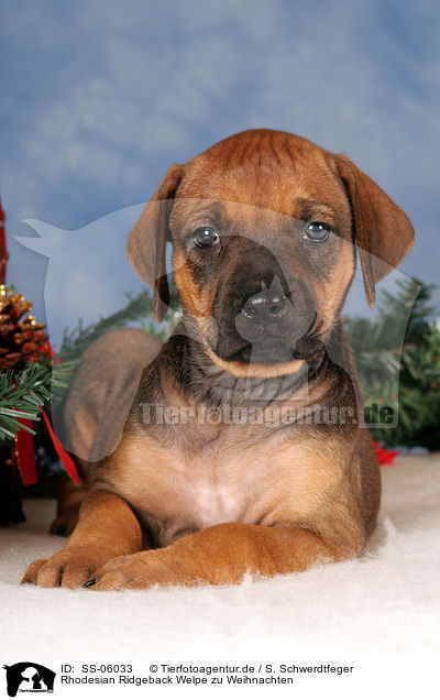 Rhodesian Ridgeback Welpe zu Weihnachten / Rhodesian Ridgeback puppy at christmas / SS-06033