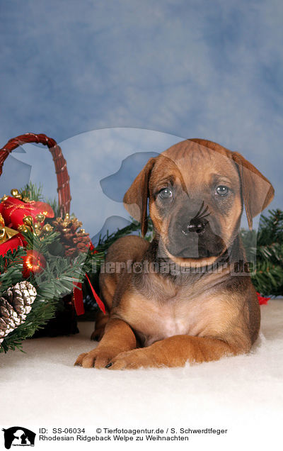 Rhodesian Ridgeback Welpe zu Weihnachten / Rhodesian Ridgeback puppy at christmas / SS-06034