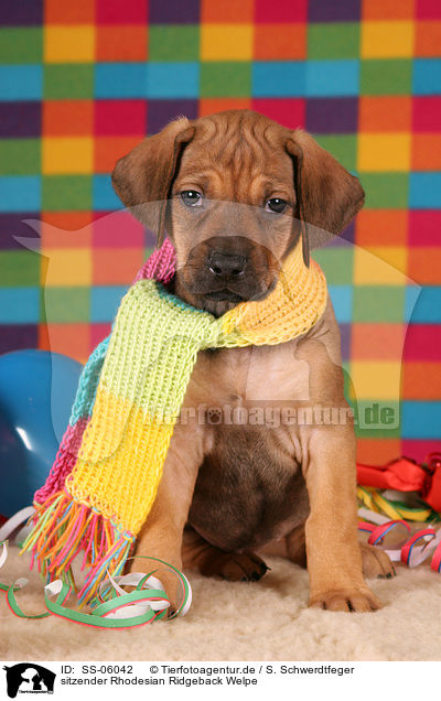 Rhodesian Ridgeback Welpe / Rhodesian Ridgeback Puppy / SS-06042