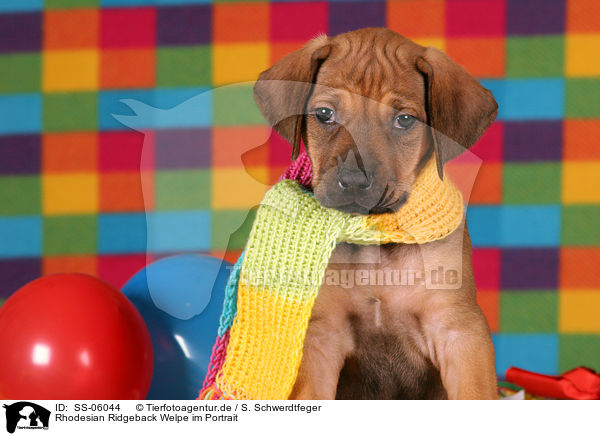 Rhodesian Ridgeback Welpe im Portrait / SS-06044