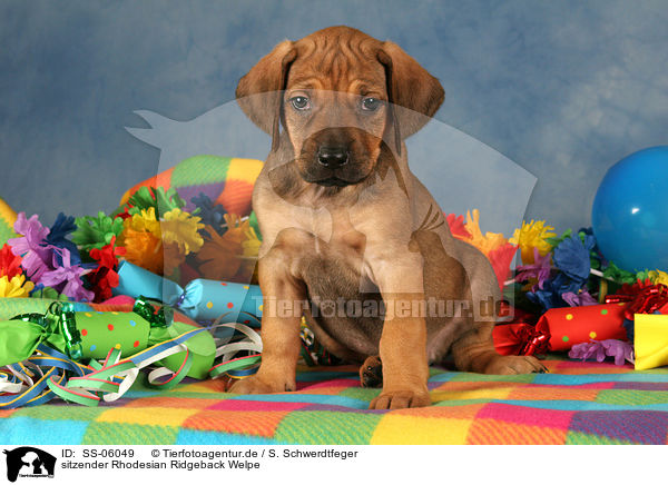 sitzender Rhodesian Ridgeback Welpe / SS-06049