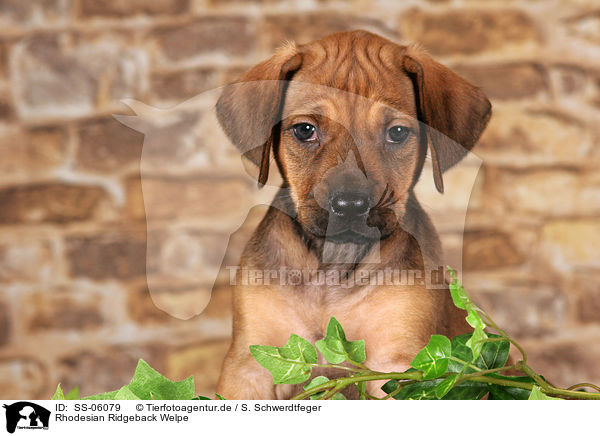 Rhodesian Ridgeback Welpe / Rhodesian Ridgeback puppy / SS-06079