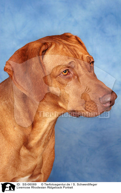 Livernose Rhodesian Ridgeback Portrait / Livernose Rhodesian Ridgeback Portrait / SS-06089