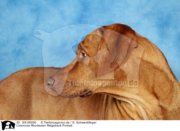 Livernose Rhodesian Ridgeback Portrait / Livernose Rhodesian Ridgeback Portrait / SS-06090