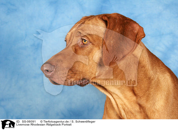 Livernose Rhodesian Ridgeback Portrait / Livernose Rhodesian Ridgeback Portrait / SS-06091