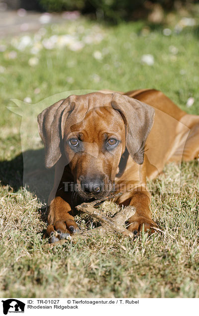 Rhodesian Ridgeback / Rhodesian Ridgeback / TR-01027