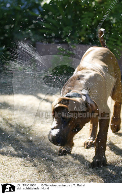 sich schttelnder Hund / shaking dog / TR-01031