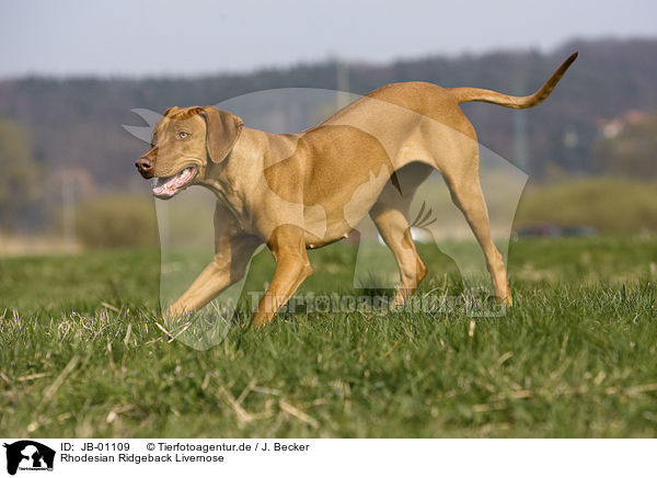 Rhodesian Ridgeback Livernose / JB-01109