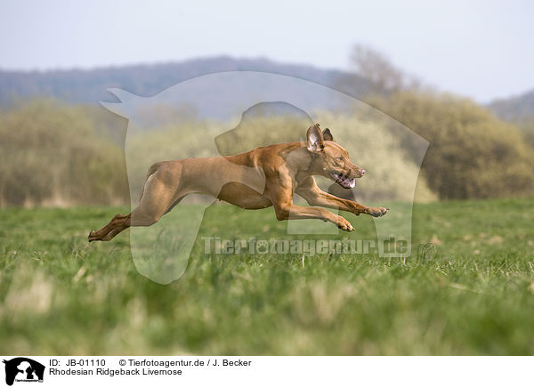 Rhodesian Ridgeback Livernose / Rhodesian Ridgeback Livernose / JB-01110