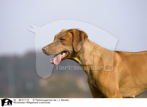 Rhodesian Ridgeback Livernose / Rhodesian Ridgeback Livernose / JB-01115