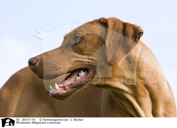 Rhodesian Ridgeback Livernose / Rhodesian Ridgeback Livernose / JB-01118