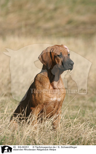 sitzender Rhodesian Ridgeback Welpe / sitting Rhodesian Ridgeback puppy / SS-08351