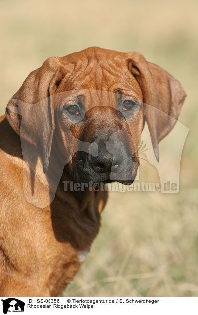 Rhodesian Ridgeback Welpe / Rhodesian Ridgeback Puppy / SS-08356