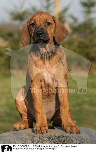 sitzender Rhodesian Ridgeback Welpe / sitting Rhodesian Ridgeback puppy / SS-08386