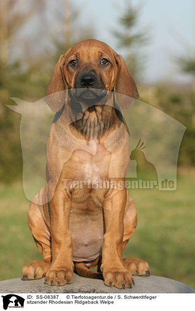 sitzender Rhodesian Ridgeback Welpe / sitting Rhodesian Ridgeback puppy / SS-08387