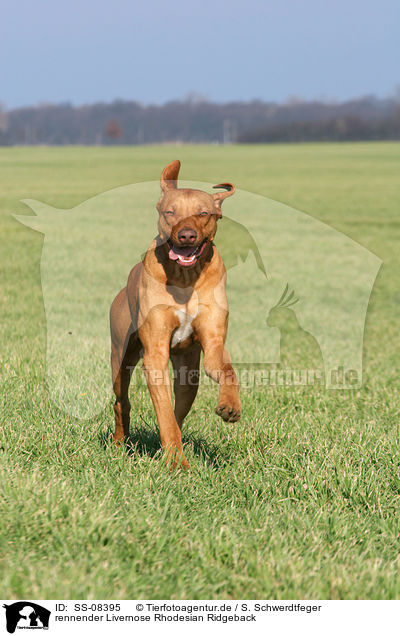 rennender Livernose Rhodesian Ridgeback / running Livernose Rhodesian Ridgeback / SS-08395