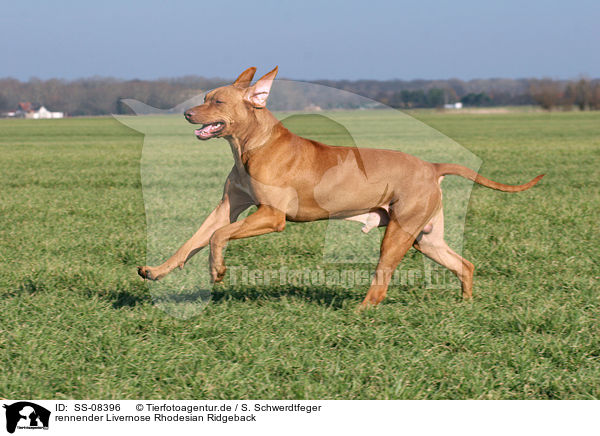 rennender Livernose Rhodesian Ridgeback / running Livernose Rhodesian Ridgeback / SS-08396