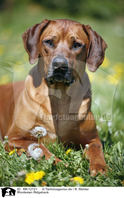 Rhodesian Ridgeback / Rhodesian Ridgeback / RR-12721