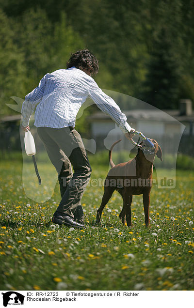 Rhodesian Ridgeback / Rhodesian Ridgeback / RR-12723