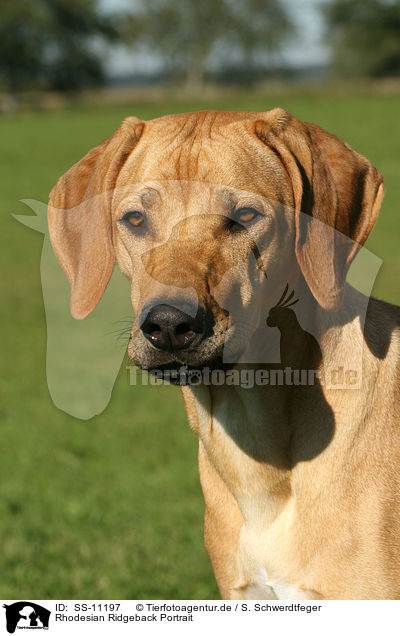 Rhodesian Ridgeback Portrait / Rhodesian Ridgeback Portrait / SS-11197