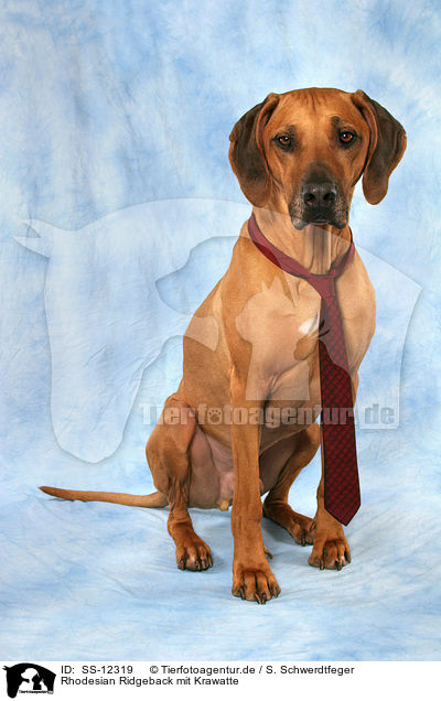 Rhodesian Ridgeback mit Krawatte / Rhodesian Ridgeback with tie / SS-12319