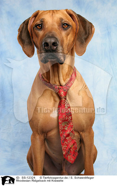 Rhodesian Ridgeback mit Krawatte / Rhodesian Ridgeback with tie / SS-12324