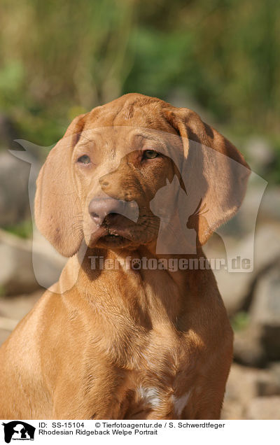 Rhodesian Ridgeback Welpe Portrait / Rhodesian Ridgeback puppy Portrait / SS-15104