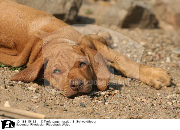 liegender Rhodesian Ridgeback Welpe / lying Rhodesian Ridgeback puppy / SS-15132