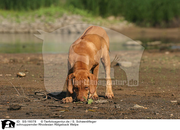 schnuppernder Rhodesian Ridgeback Welpe / snuffling Rhodesian Ridgeback puppy / SS-16078
