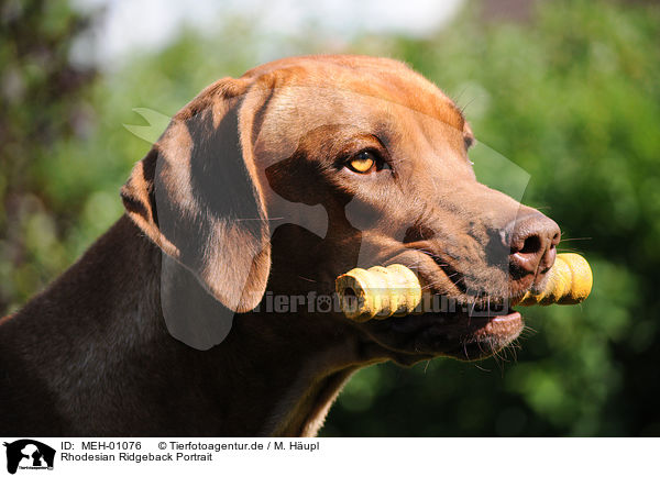 Rhodesian Ridgeback Portrait / Rhodesian Ridgeback Portrait / MEH-01076