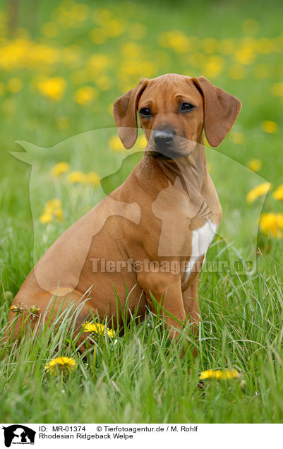 Rhodesian Ridgeback Welpe / Rhodesian Ridgeback puppy / MR-01374