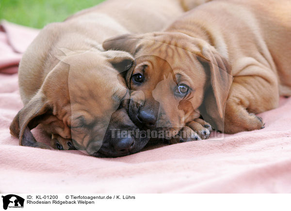 Rhodesian Ridgeback Welpen / Rhodesian Ridgeback Puppies / KL-01200