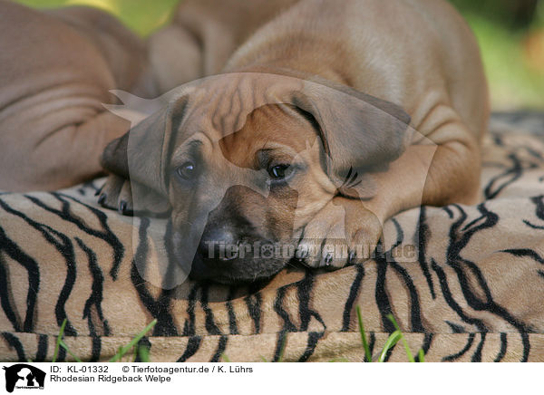 Rhodesian Ridgeback Welpe / Rhodesian Ridgeback Puppy / KL-01332