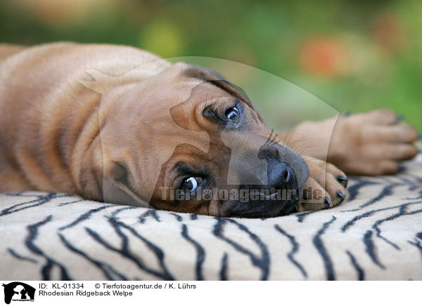 Rhodesian Ridgeback Welpe / Rhodesian Ridgeback Puppy / KL-01334