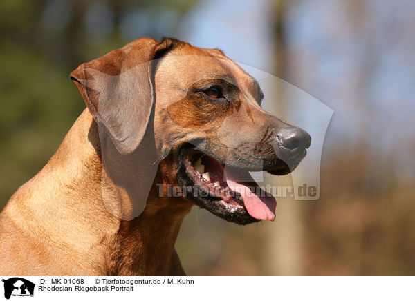 Rhodesian Ridgeback Portrait / Rhodesian Ridgeback Portrait / MK-01068