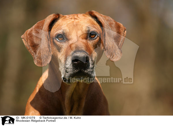 Rhodesian Ridgeback Portrait / Rhodesian Ridgeback Portrait / MK-01079