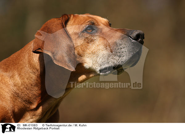 Rhodesian Ridgeback Portrait / Rhodesian Ridgeback Portrait / MK-01083