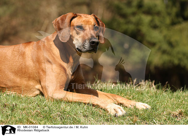 Rhodesian Ridgeback / Rhodesian Ridgeback / MK-01084