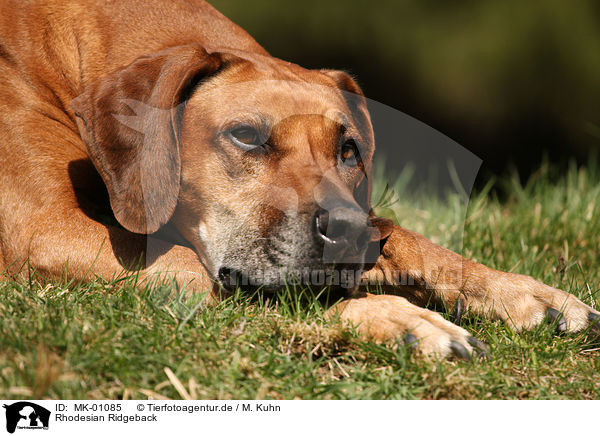 Rhodesian Ridgeback / Rhodesian Ridgeback / MK-01085