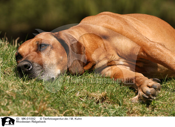 Rhodesian Ridgeback / Rhodesian Ridgeback / MK-01092