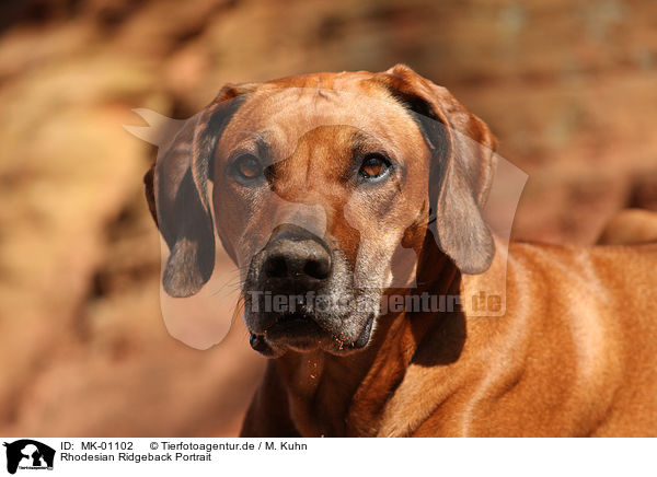 Rhodesian Ridgeback Portrait / Rhodesian Ridgeback Portrait / MK-01102