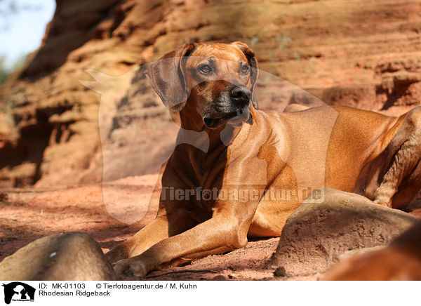 Rhodesian Ridgeback / Rhodesian Ridgeback / MK-01103