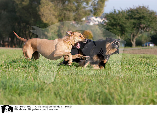 Rhodesian Ridgeback und Hovawart / Rhodesian Ridgeback and Hovawart / IPI-01166